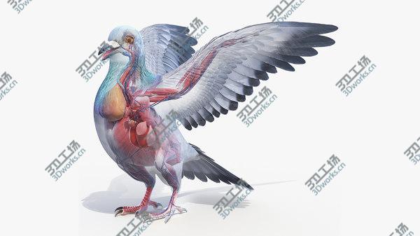 images/goods_img/20210312/3D Pigeon/1.jpg